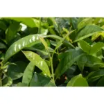 Caj Jeshil Kinez Bio me Bustina – Green Tea Organik - Image 2