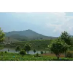 Çaj Jeshil Kinez - Image 3