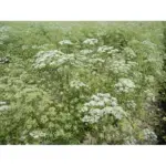 Farë Anise - Image 2