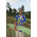 Caj Lemongrass Bio – Energjizues & Freskues Natyral - Image 3