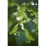 Caj Bli Bio – Lule Bliri Qetesuese & Natyrale - Image 2