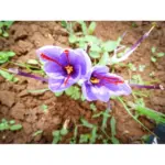 Shafran - Image 2