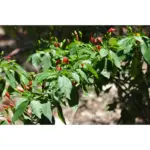 Spec Djeges Bio – Cayenne pepper - Image 3